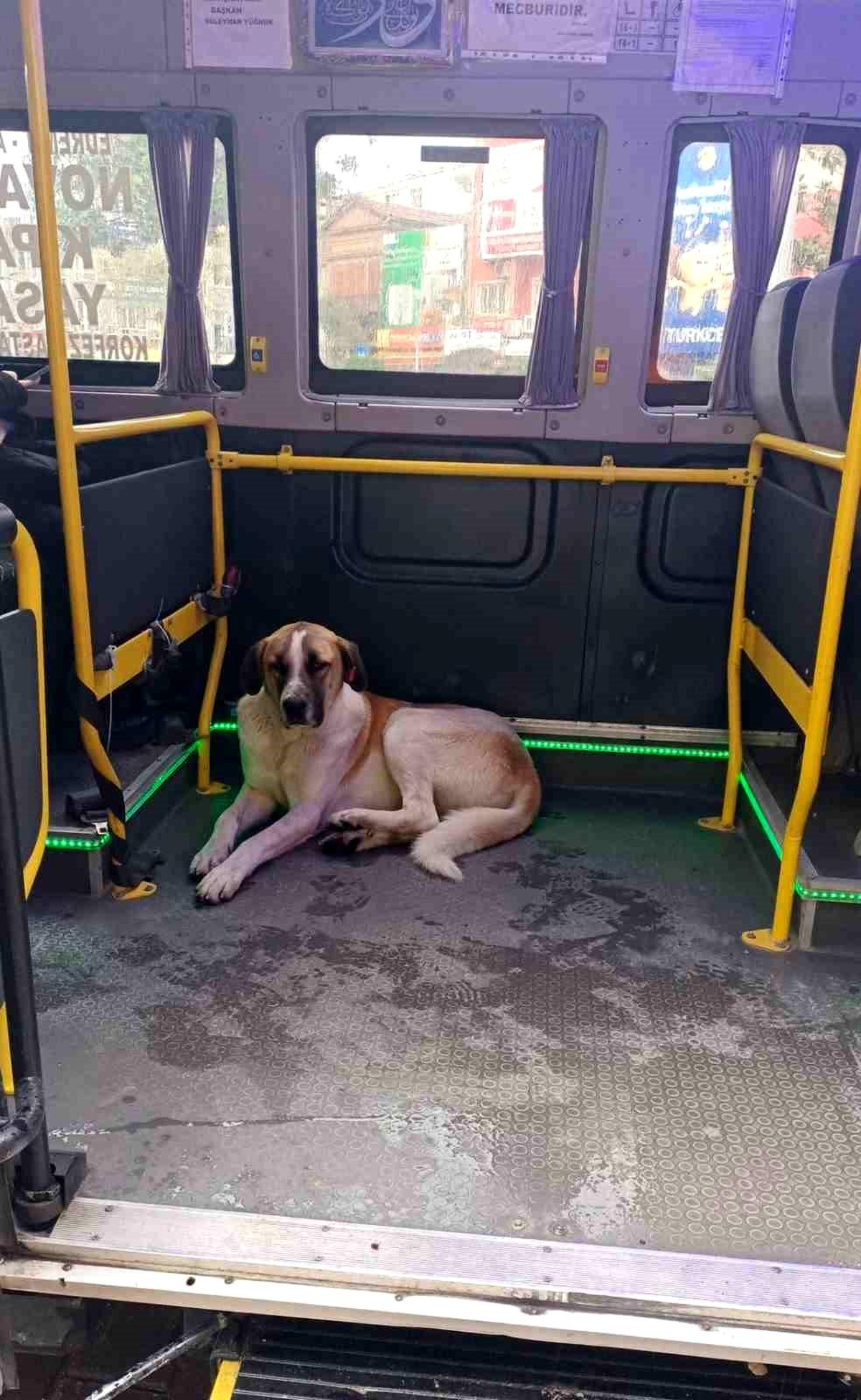 Balıkesir\'de Minibüs Şoförlerinin Maskotu Olan Köpek
