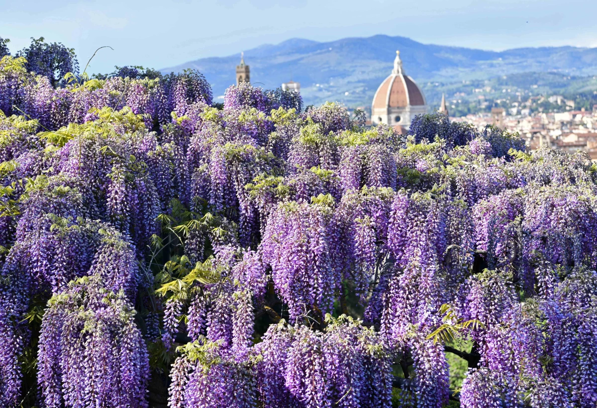 İtalya\'nın Floransa kentindeki Villa Bardinideki Mor Salkım Çiçekleri