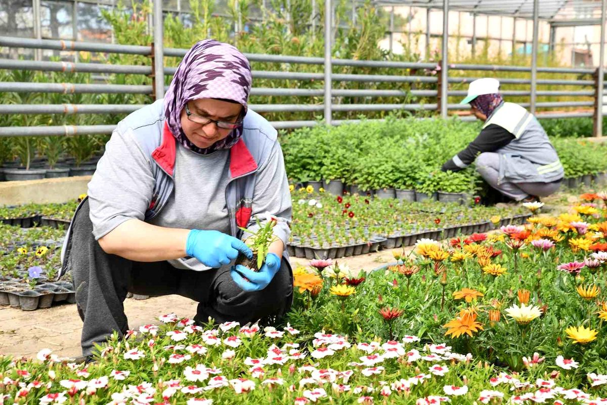 Tepebaşı Belediyesi Seralarında Üretilen On Binlerce Çiçek Kenti Renklendiriyor