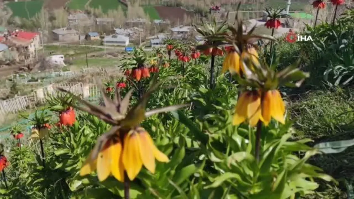 Ağlayan gelinler doğayı renklendiriyor
