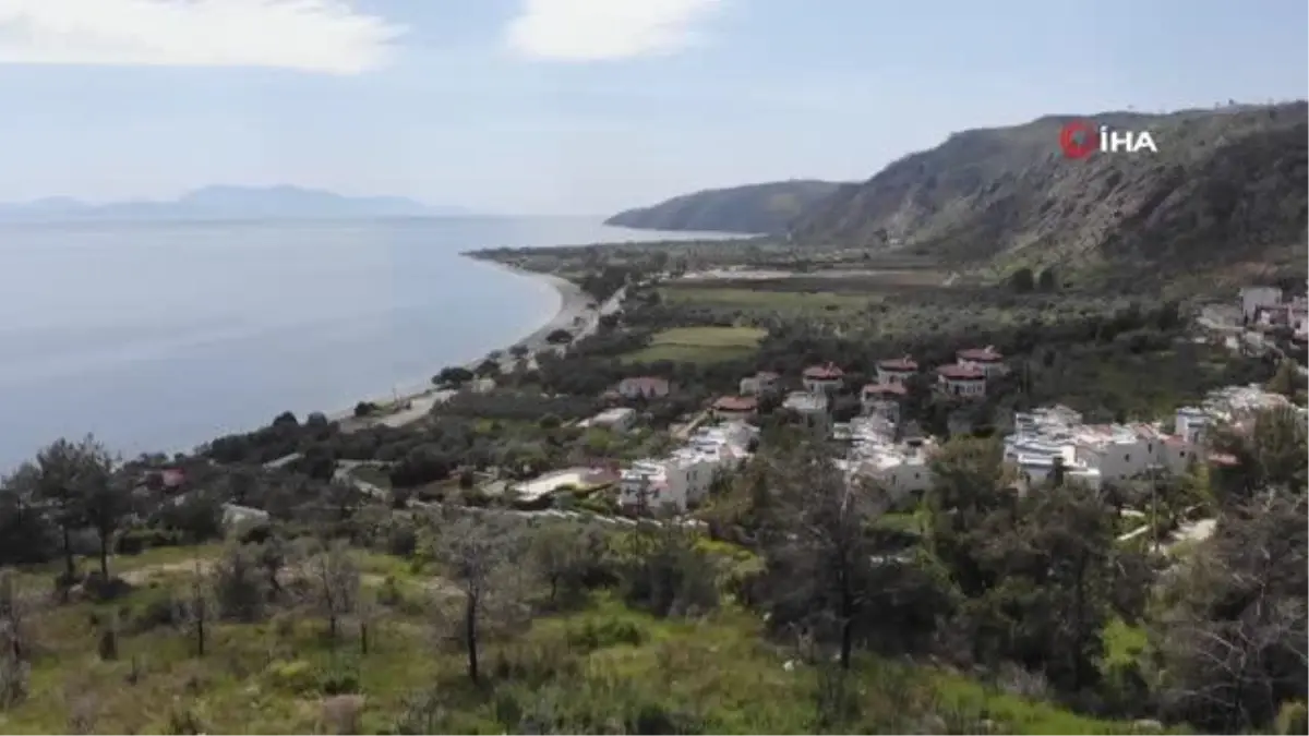 Çökertme koyu yangın sonrası yeşeriyor