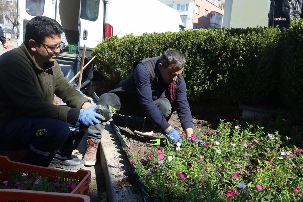 Yenimahalle Belediyesi, Yakacık Mesire Alanı\'ndaki Serasında Çiçek Üretimine Başladı