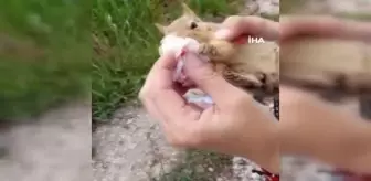 Ereğli'de yol kenarında yaralı sincaba vatandaşların şefkatli müdahalesi