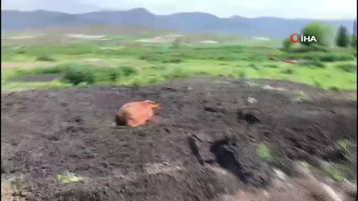 Bataklığa düşen inek itfaiye ekipleri tarafından kurtarıldı