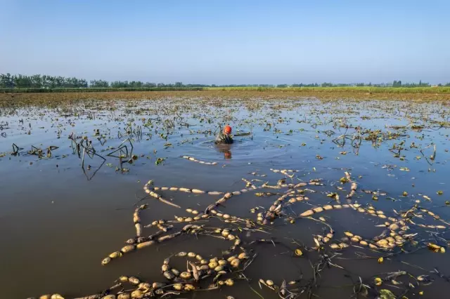 Çin'in Hunan Eyaletinde Lotus Kökü Hasadı