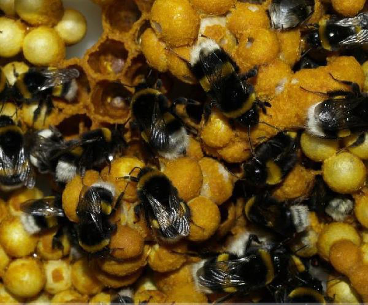 Laboratuvarda seralar için \'bombus arısı\' üretildi