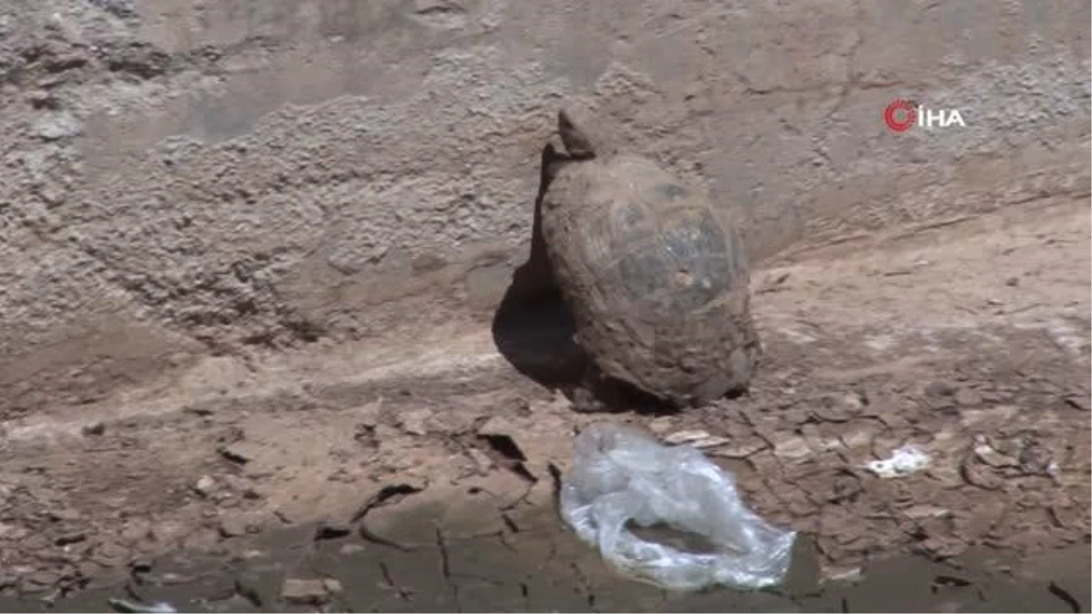 Şanlıurfa\'da çocuklardan alkışlatan hareket: Çimle besledikleri kaplumbağayı hayata bağladılar
