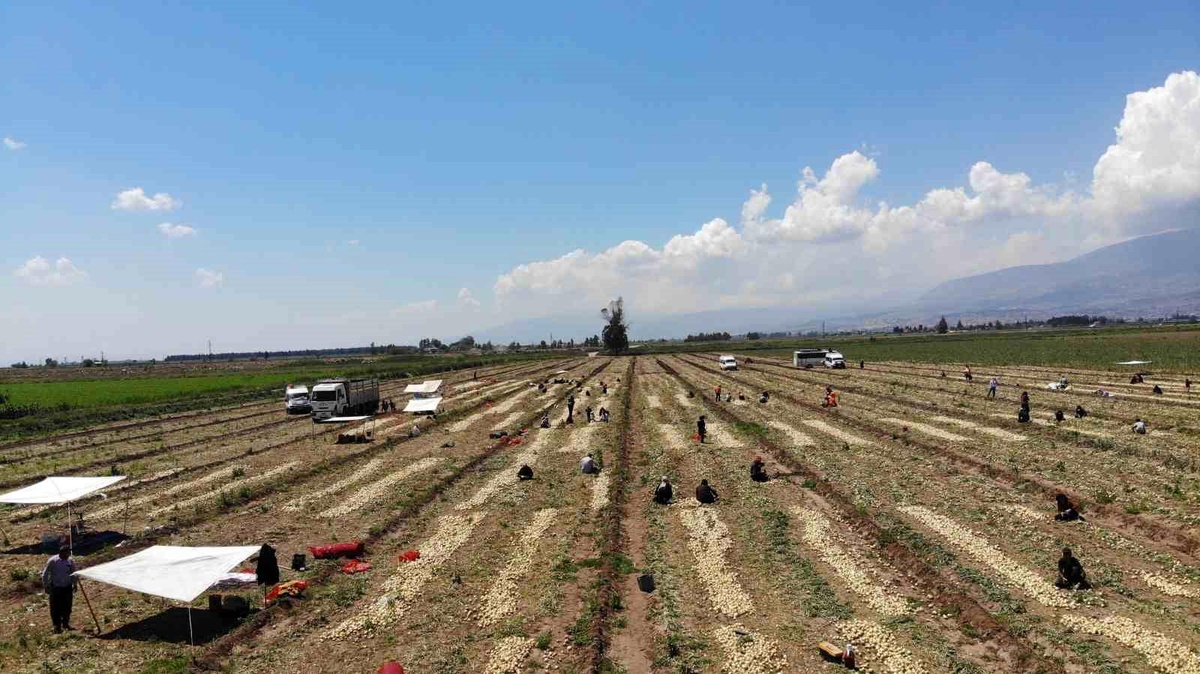 Hatay\'da Hasat Başladı: Soğan Tarladan 9-10 Liraya Satılıyor