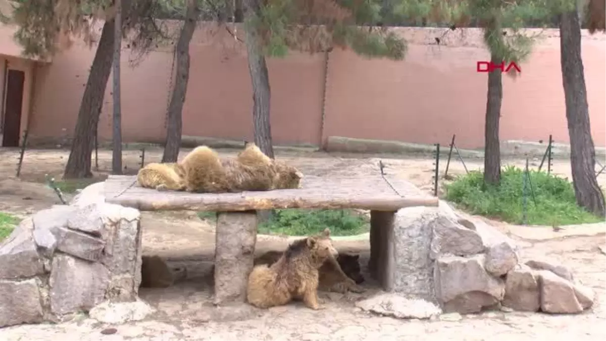 Gaziantep Hayvanat Bahçesi Bahar Hazırlıklarına Başladı