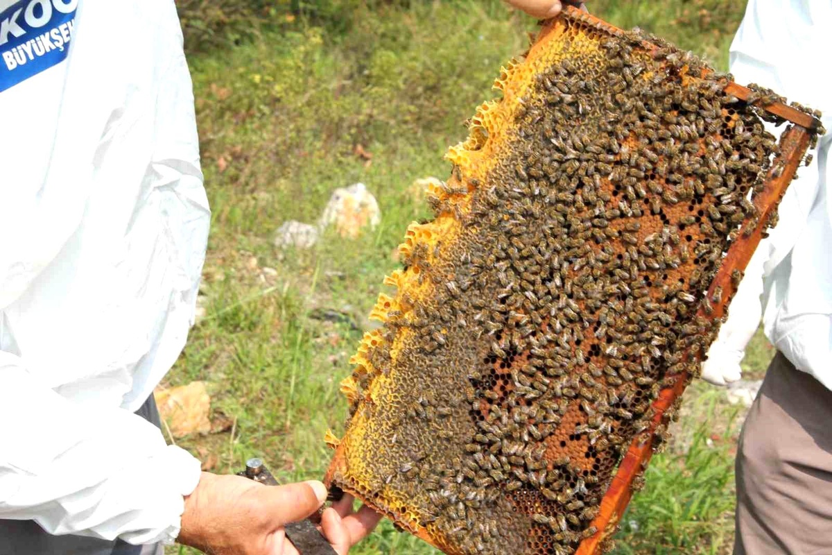 Kocaeli Büyükşehir Belediyesi 400 Arıcıya 55 Ton Arı Yemi Desteği Verdi