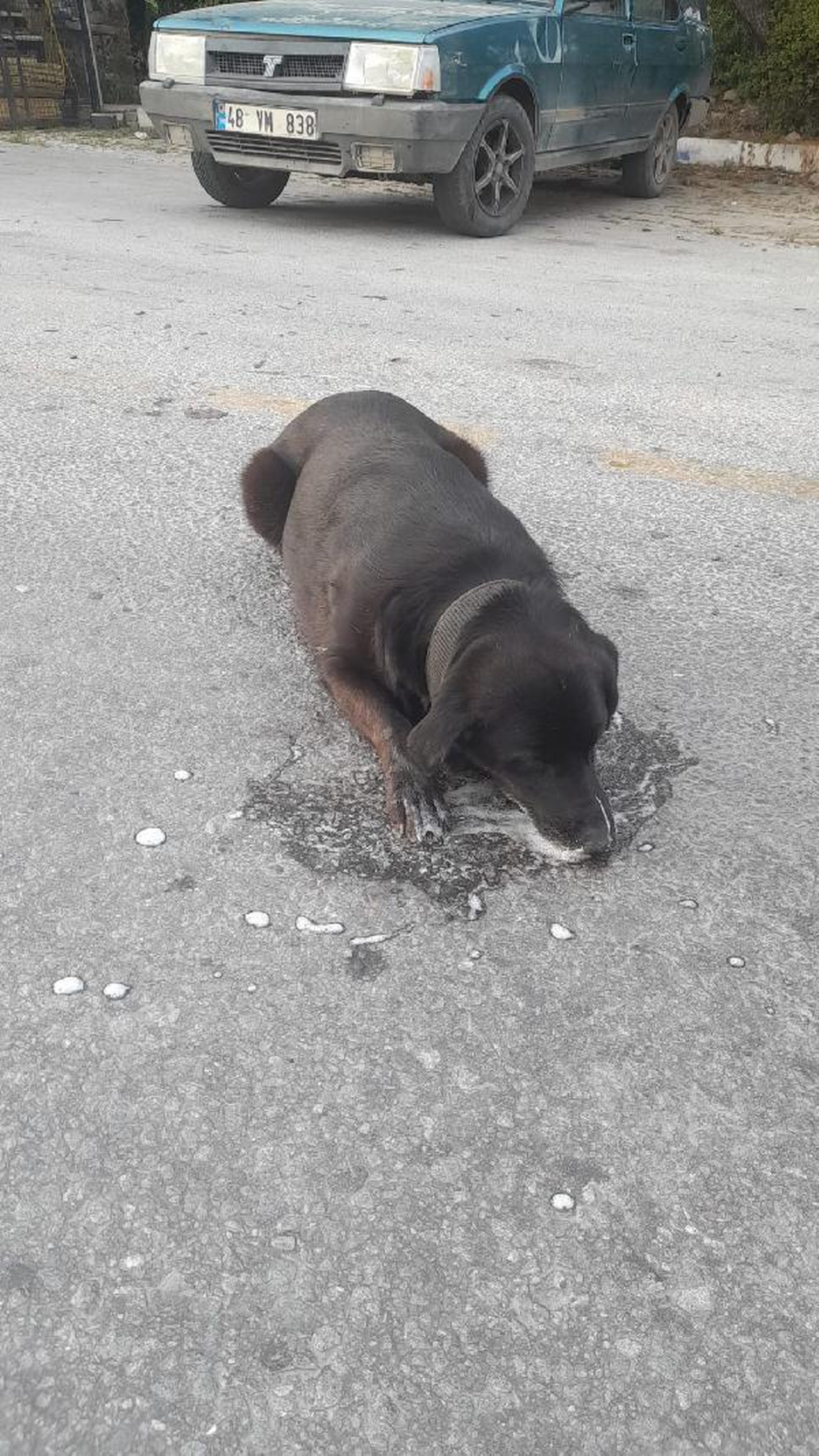 Bodrum\'da Zehirlenmiş Köpek Yolda Öldü