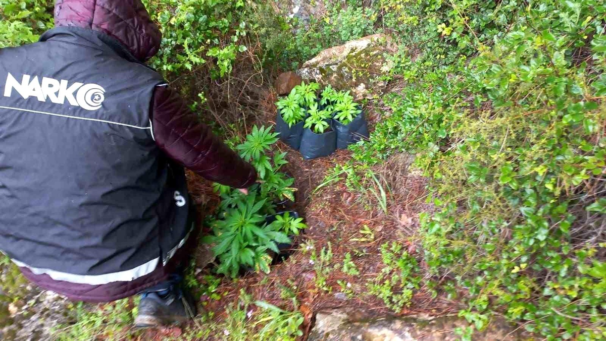 İzmir Ödemiş\'te 110 kök kenevir bitkisi ele geçirildi, 2 şüpheli gözaltına alındı