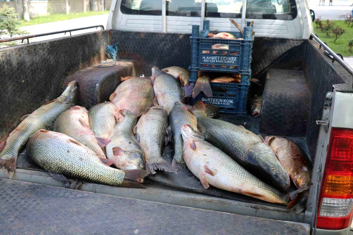 Elazığ\'da Kaçak Balık Avı: 25 Ton Balık Ele Geçirildi
