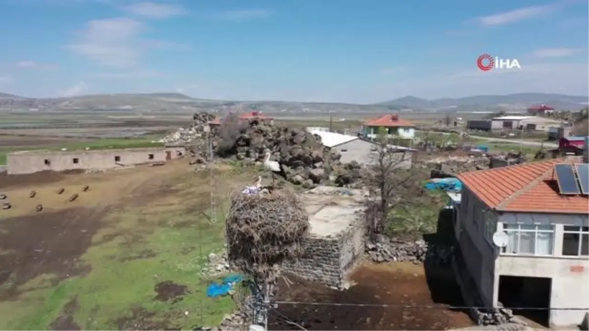 Göçmen leylekler Hürmetçi Sazlığı'nda