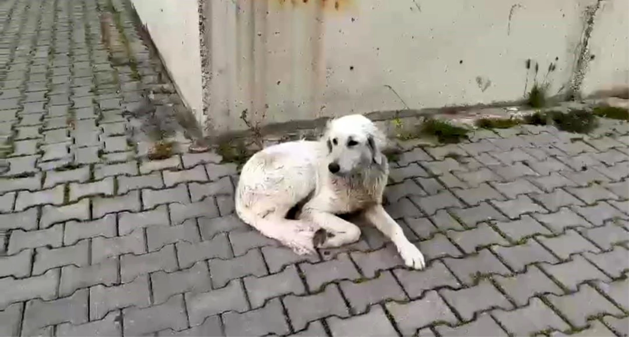 İzmir\'de köpeğe yapılan işkence güvenlik kamerasına yansıdı