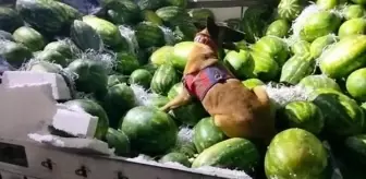 Ağrı'da İran'dan gelen karpuz yüklü TIRda 625 litre sıvı metamfetamin ele geçirildi