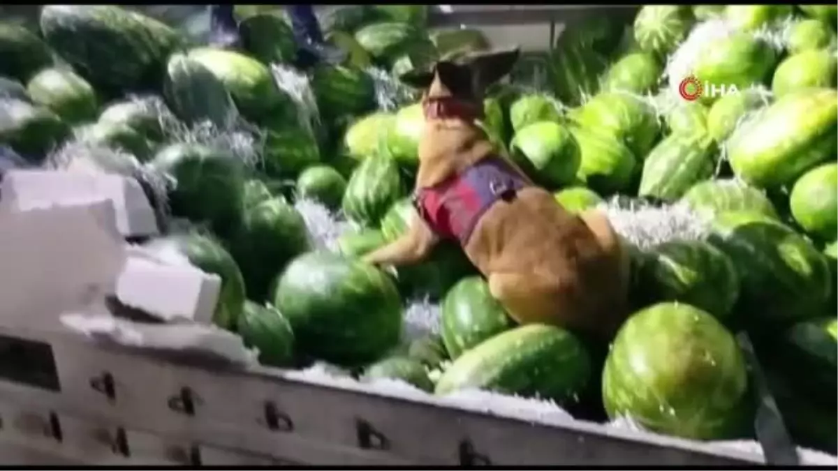 Karpuz yüklü tırdan 62 litre 420 gram sıvı metamfetamin çıktı