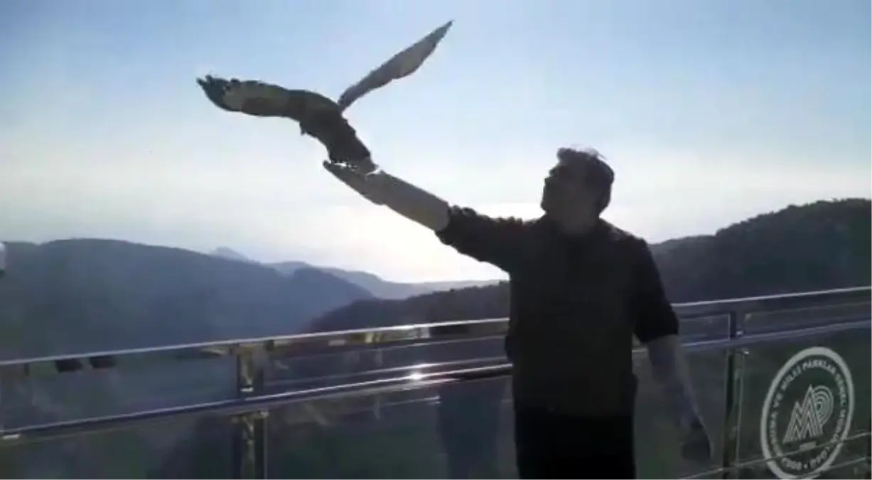 Kızıl Şahin Tedavi Edildikten Sonra Doğal Yaşam Alanına Salındı