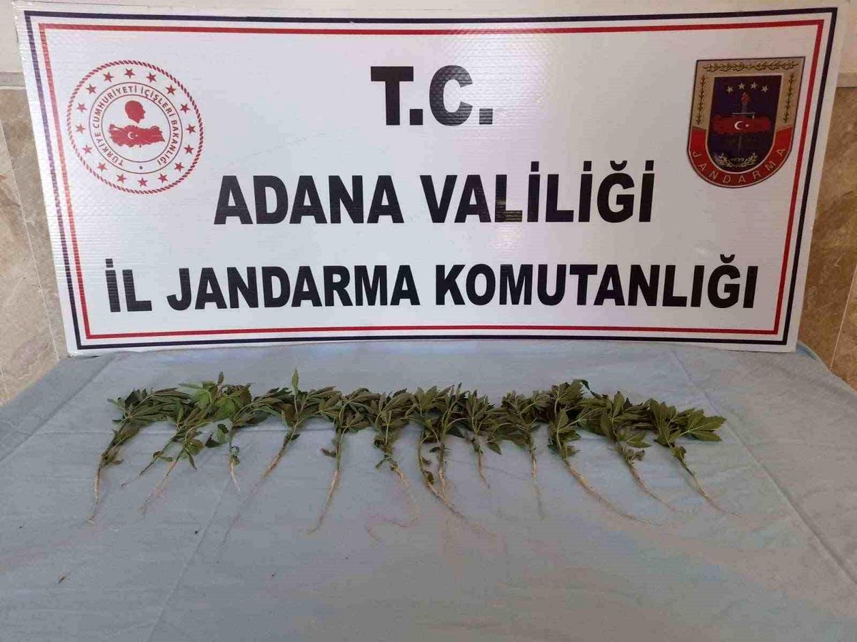 Adanada mısır ve ayçiçeği tarlasında 46 kök kenevir ele geçirildi