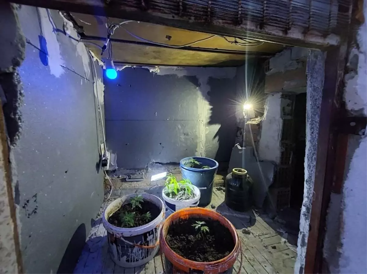 Manisada Kenevir Yetiştirilen İkamette Uyuşturucu Operasyonu