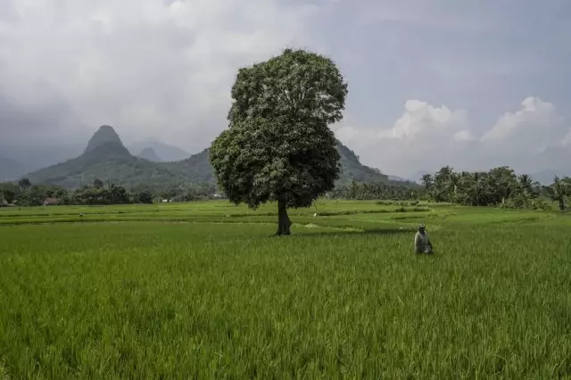 Endonezya'da Çeltik Tarlalarındaki Hasat Mesaisi Havadan Görüntülendi