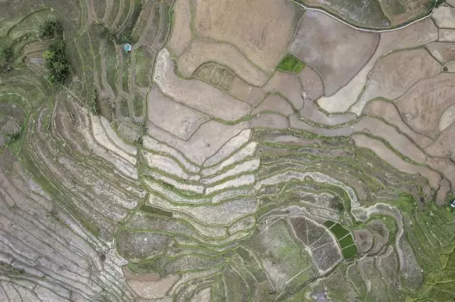 Endonezya'da Çeltik Tarlalarındaki Hasat Mesaisi Havadan Görüntülendi
