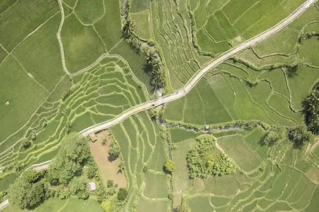 Endonezya'da Çeltik Tarlalarındaki Hasat Mesaisi Havadan Görüntülendi