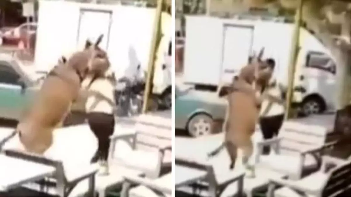 Eşek vatandaşın üzerine atladı, dükkana zor kaçtı