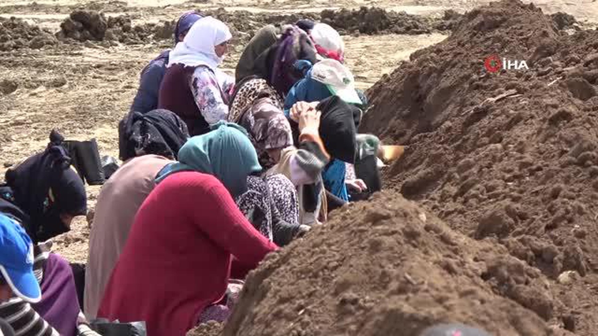Şırnak\'ta Fıstık Fidanı Üretim Tesisi 50 Kadına İş Kapısı Sağladı