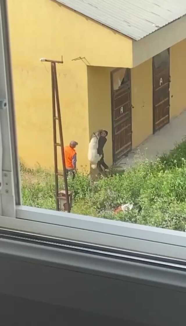 İzmir'de bir şahsın köpeğe işkence anları anbean kamerada! Havaya kaldırıp beton zemine çarptı İzmir'de bir şahsın köpeğe işkence anları anbean kamerada! Havaya kaldırıp beton zemine çarptı
