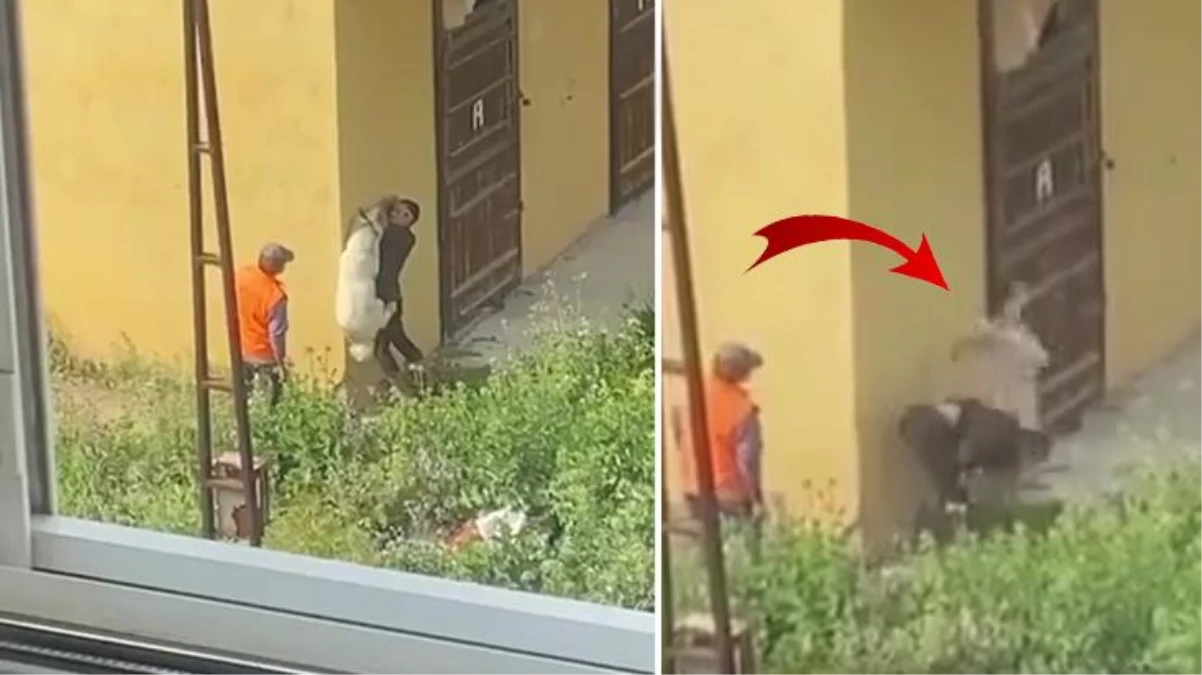 Havaya kaldırıp beton zemine çarptı! İzmir\'de köpeğe işkence eden şahıs güvenlik kamerasına takıldı