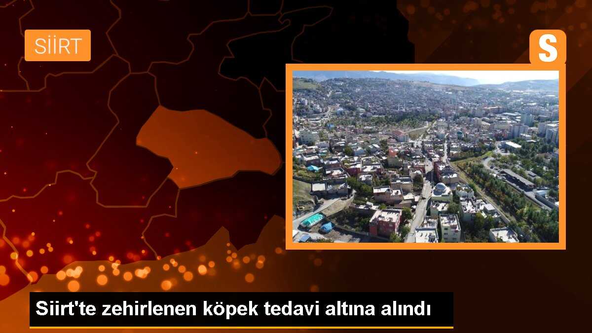 Siirt\'te Otomobilin Çarptığı Köpek İlaçtan Zehirlendi