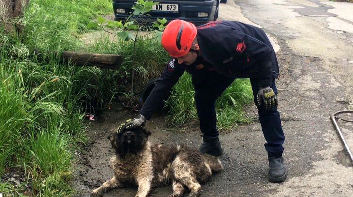 Trabzon\'da akar borusuna sıkışan köpek kurtarıldı