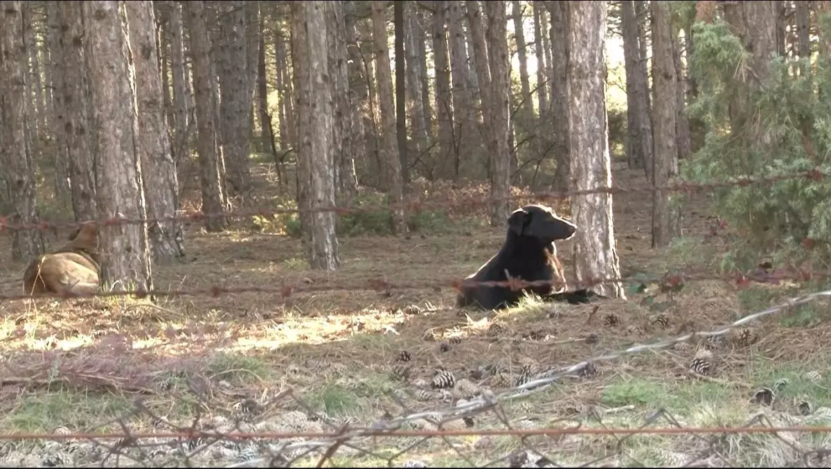 Eskişehir\'deki Başıboş Köpekler Sitenin Sakinlerini Korkutuyor