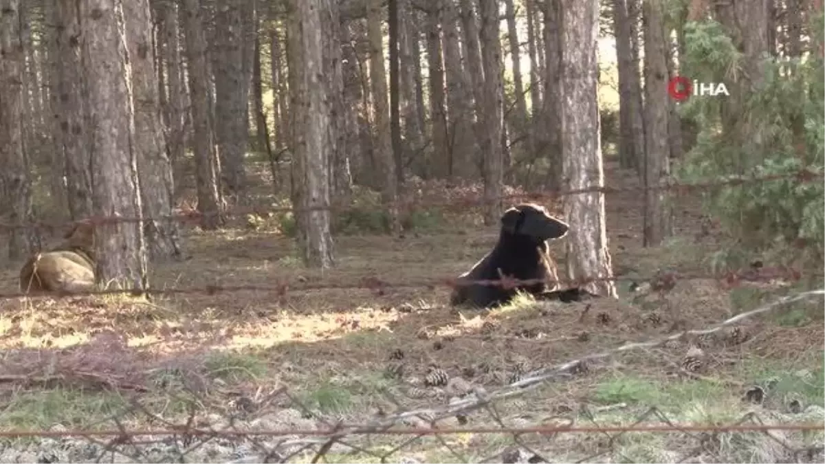 Eskişehir\'deki Başıboş Köpekler Site Sakinlerini İsyan Ettirdi