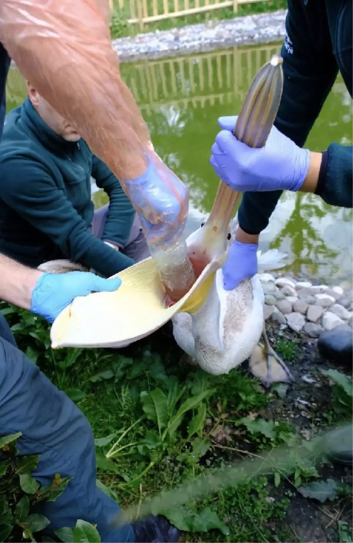 Ormanya'da pelikanın midesinden pet şişe çıkarıldı