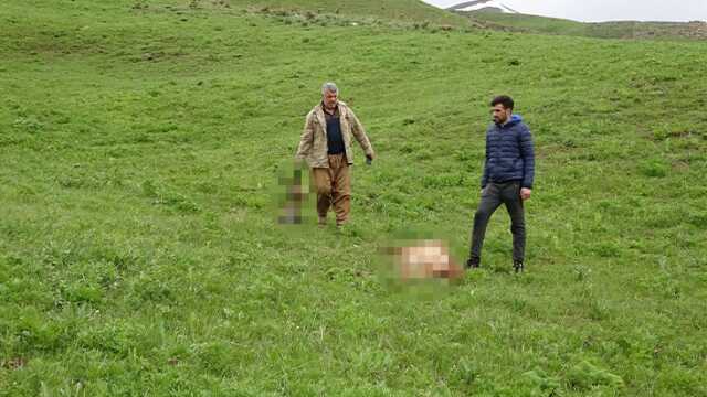 Hakkari'de sürüye kurt saldırısı: 50 koyun telef oldu Hakkari'de sürüye kurt saldırısı: 50 koyun telef oldu