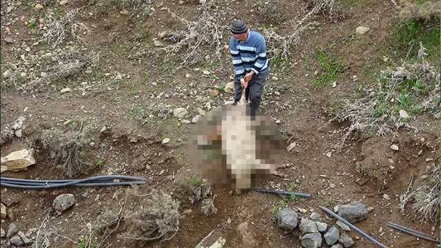 Hakkari'de sürüye kurt saldırısı: 50 koyun telef oldu Hakkari'de sürüye kurt saldırısı: 50 koyun telef oldu