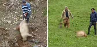 Hakkari Yüksekova'da koyun sürüsüne kurt saldırdı: 50 koyun telef olurken 20'ye yakın koyun kayboldu