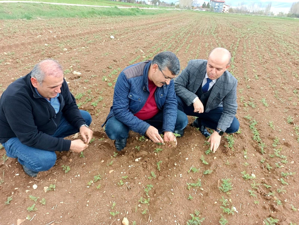 Konya\'nın Hüyük ilçesinde Nisan yağışları ekili alanlarda olumsuzluk yaşatmadı