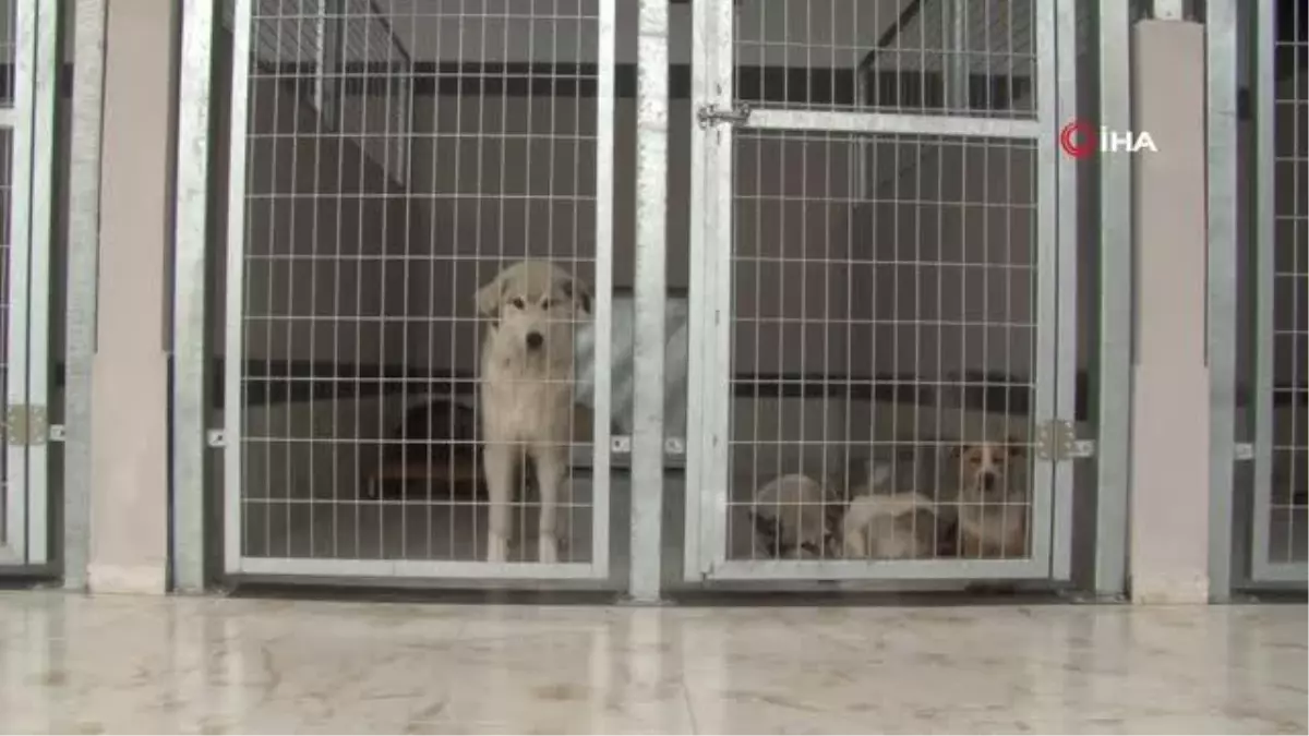Kahraman köpek Proteo\'nun isminin yaşatıldığı merkez sokak hayvanlarına şifa oluyor