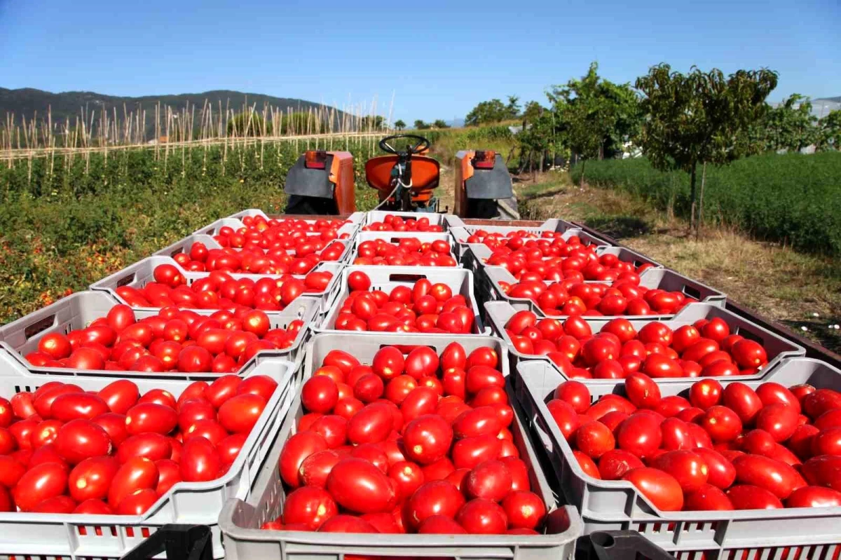 Rusya, Muğla\'dan ihraç edilen domates kotasını 500 bin tona çıkardı