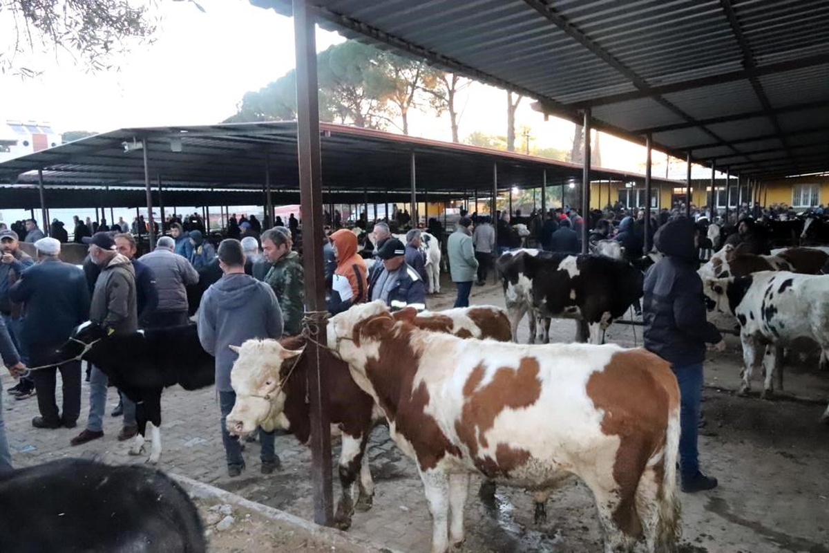 Aydın\'da 50 gün aradan sonra hayvan pazarları açıldı