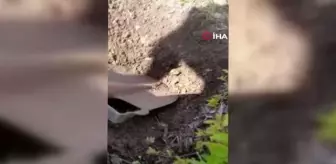 Bahçede Anadolu Semenderi Görüntülendi