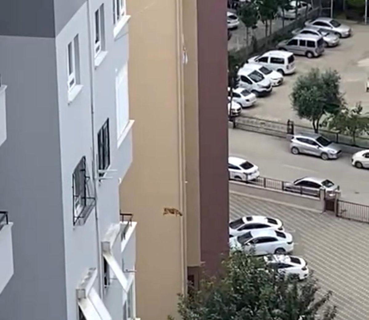 Adanada depremde mahsur kalan kedi kurtarılmak isterken yaralandı