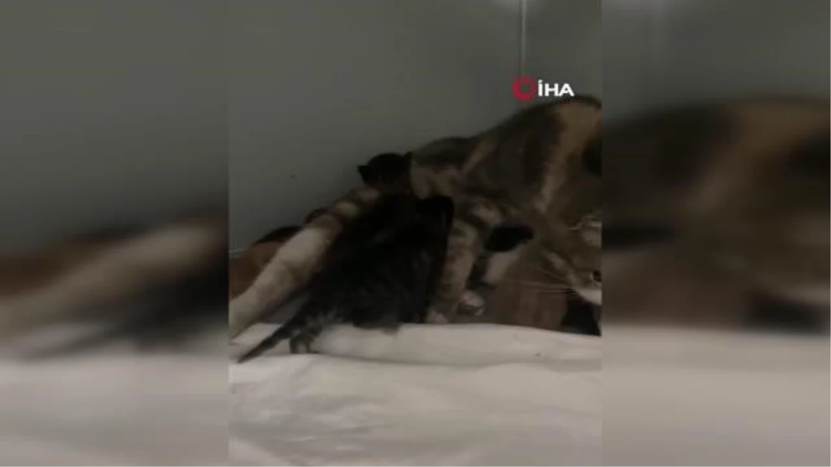 Kocaeli\'de trafik kazasında yavruları ölen kedi, 10 öksüz yavruyu sahiplendi