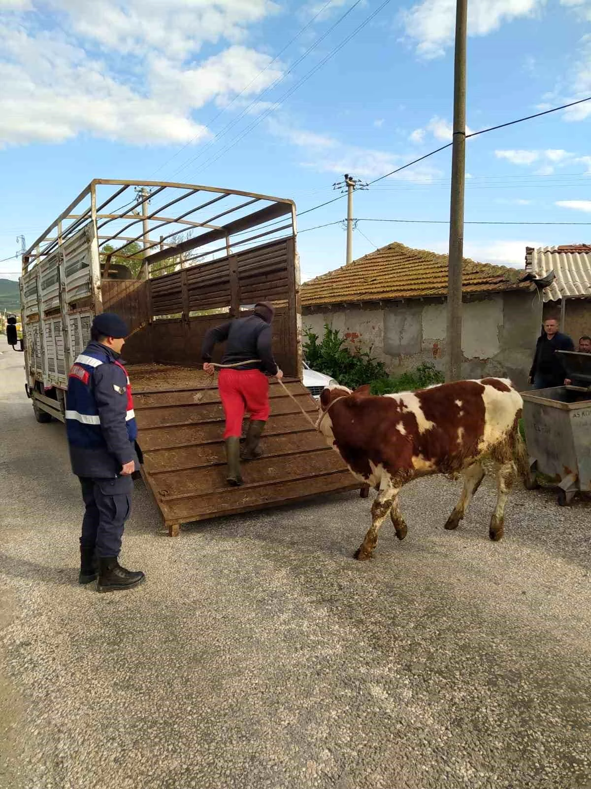 Balıkesir\'de Jandarma ekipleri büyükbaş hayvan hırsızlığını çözdü