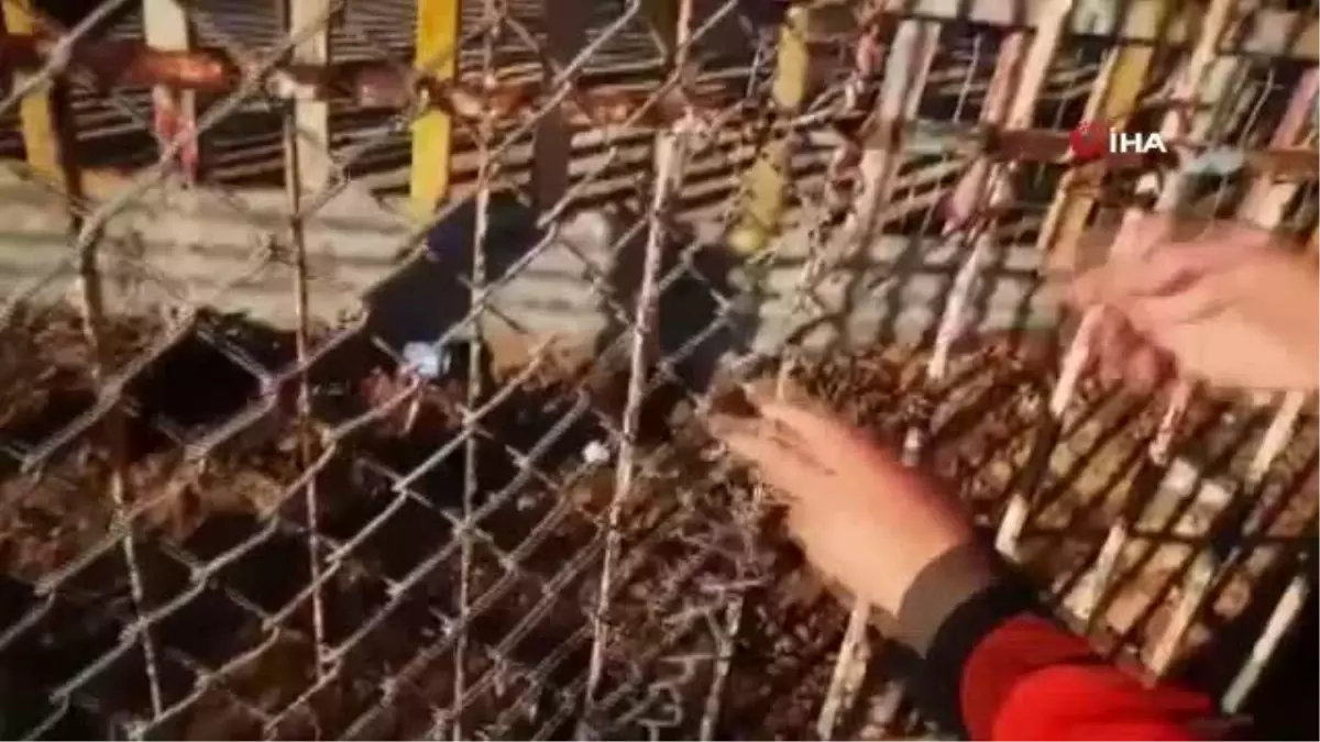 Gazze Şeridi\'nde hayvanat bahçesinde aslanın saldırdığı çocuk öldü