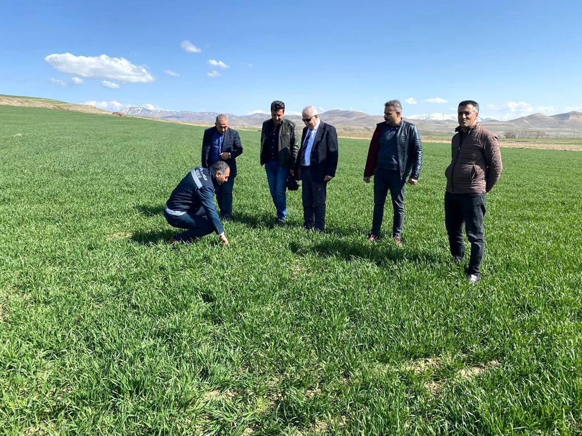 Van Tarım ve Orman İl Müdürü: Yağışlar Çiftçileri Sevindirdi