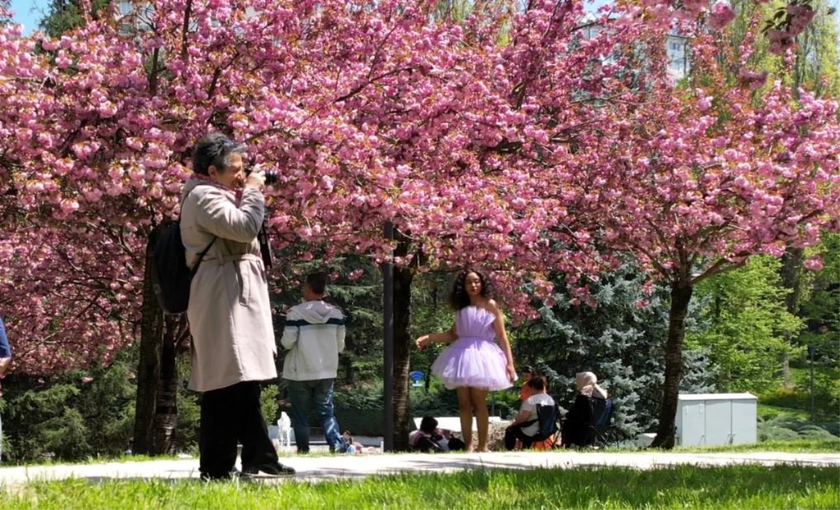 Ankara Dikmen Vadisinde Sakura Ağaçları Baharın Müjdecisi Olarak Açtı